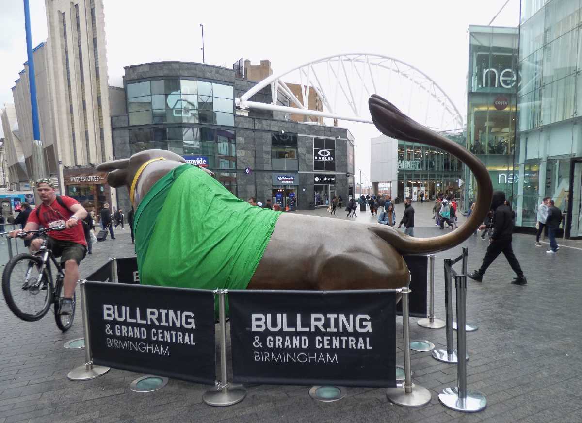 St Patrick's Day Bull